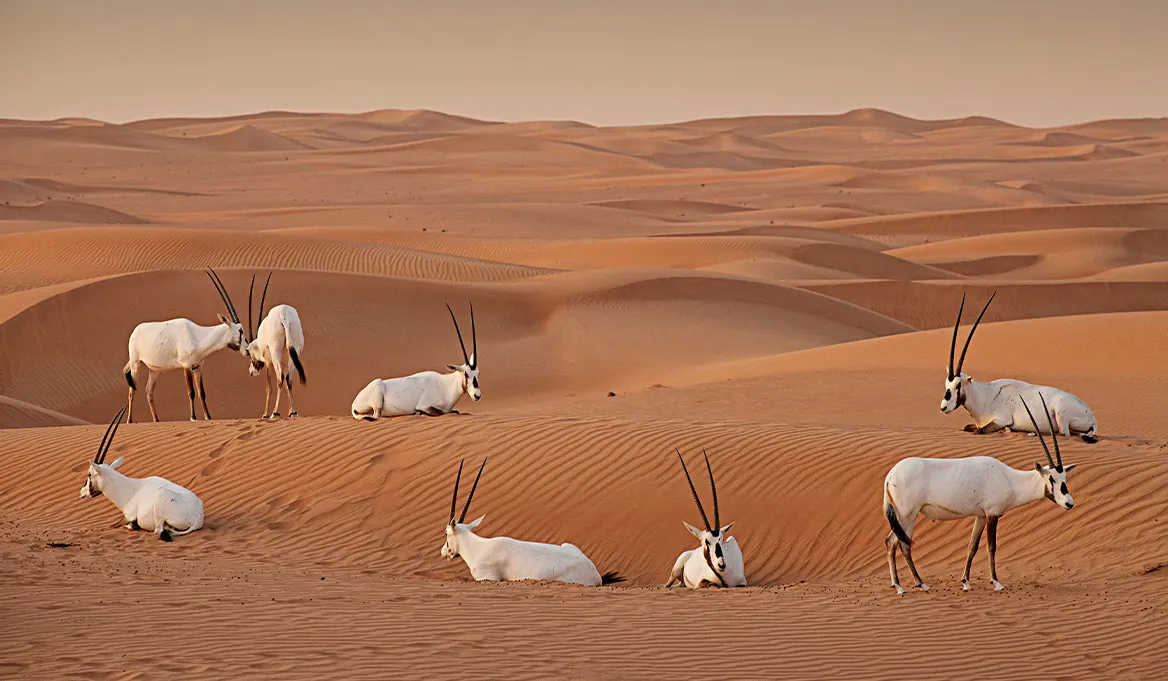 Dubai Desert Conservation Reserve (DDCR)